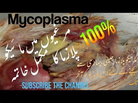 Mycoplasma Gallisepticum, in Chicken| Complete treatment|| Poultry ...