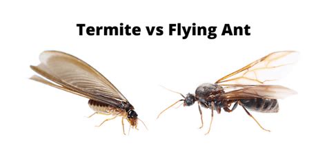 Flying Ants vs Termites - How To Tell The Difference