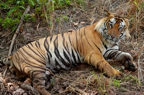 Kaziranga resorts to technology to protect tigers - Elets eGov