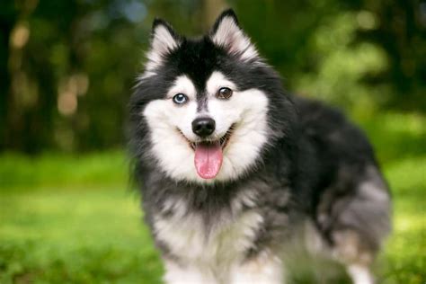 Alaskan Klee Kai Dog Breed Information | Dogs 101 Alaskan Klee Kai