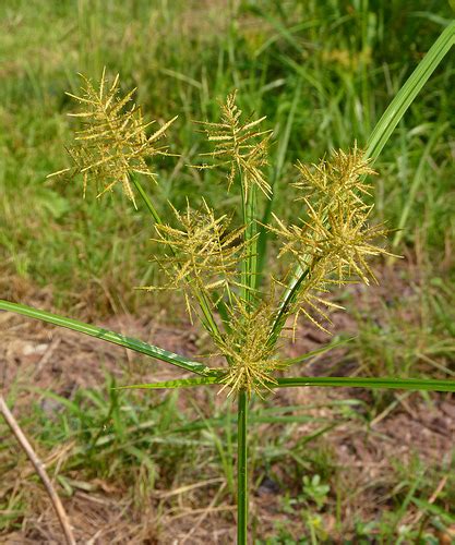 Do You Have Yellow Nutsedge in Your Lawn? - Emil Yedowitz Landscaping and Irrigation Solutions