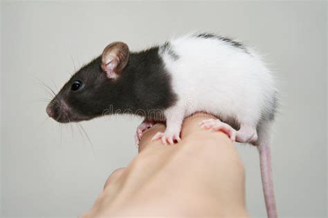 Baby Rat Stock Image - Image: 25426661