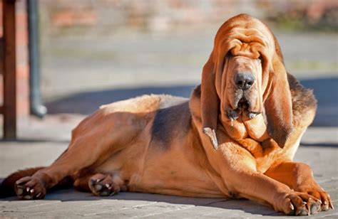 Bloodhound Dog Breed