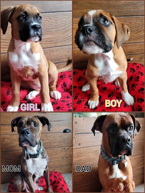 Updated pics BEAUTIFUL BOXER PUPS for adoption | Dogs & Puppies for ...