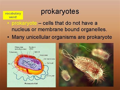 Exploring Cell Shape and Function The Microscope vocabulary