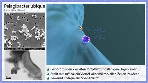 Pelagibacter ubique - Alchetron, The Free Social Encyclopedia