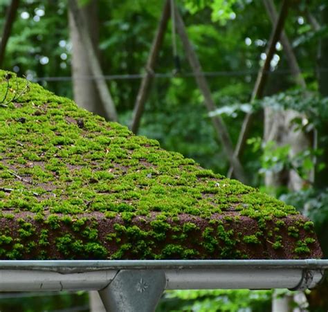 Get Rid of Moss - How to Remove & Avoid Moss Growth On My Roof