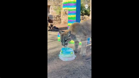 Video Rescued puma cubs celebrate first birthday - ABC News