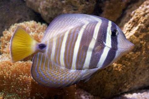 Sailfin Tangs (Zebrasoma veliferum) combine beauty, personality, and size into the perfect reef ...