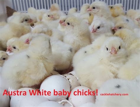 Austra White - White Egg Laying Chickens for Sale | Cackle Hatchery