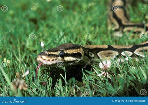 Royal Python, Python Regius with Tongue Out Stock Image - Image of ...