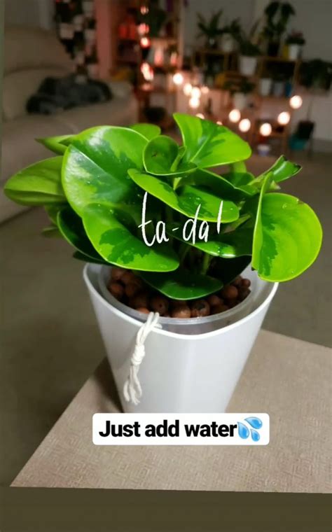 a potted plant with the words la - da written on it, sitting on a table