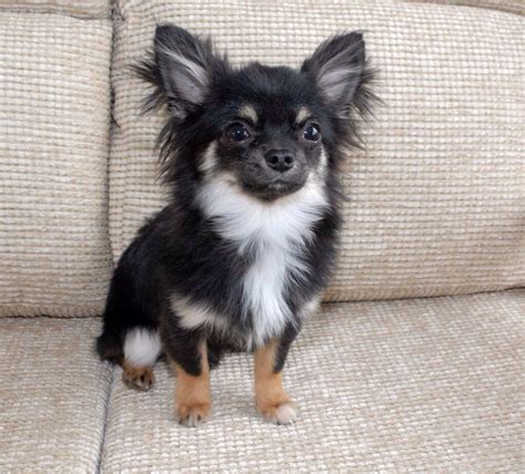 Black And Tan Long Haired Chihuahua