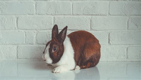 Dutch rabbit Breeds, Lifespan, Color, Size, Kinds, and All Information