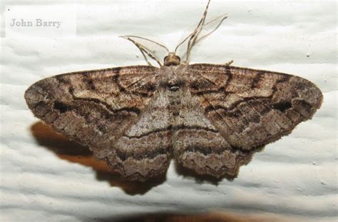 Brown-lined Looper Moth Neoalcis californiaria (Packard, 1871) | Butterflies and Moths of North ...