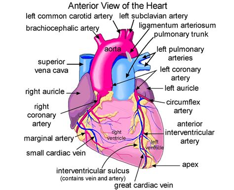 Biochemistry Class notes: Cardiac Anatomy: Basic