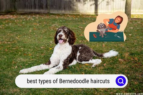 Best Types Of Bernedoodle Haircuts (Photos) - OodleLife®