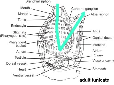 Egg sacs under a dock? | Ask a Naturalist®