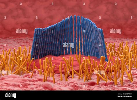 Inner ear hair cell in the vestibular system - closeup view 3d illustration Stock Photo - Alamy