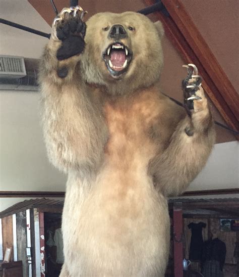 Grizzly Bear – Valley Center History Museum