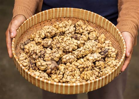 Poop Coffee: Guide to Beans Pooped by Civets, Birds, Coatis & Elephants | EnjoyJava