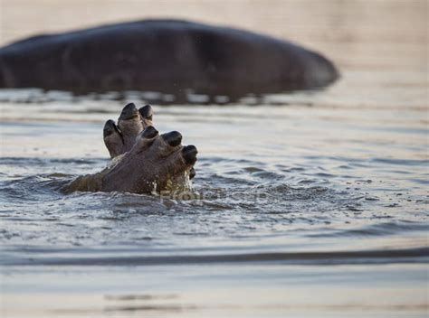 Hippo - Stock Photos, Royalty Free Images | Focused