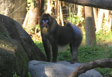 Mandrill, The Largest Monkey of Africa - Taman Safari Bali