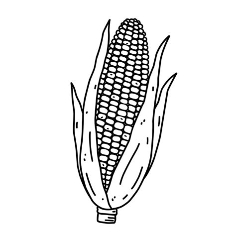 Corn cob isolated on white background. Organic healthy food. Vector hand-drawn illustration in ...