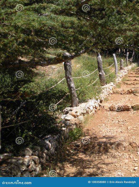 Cedars of Lebanon stock photo. Image of horsh, evergreen - 100358080