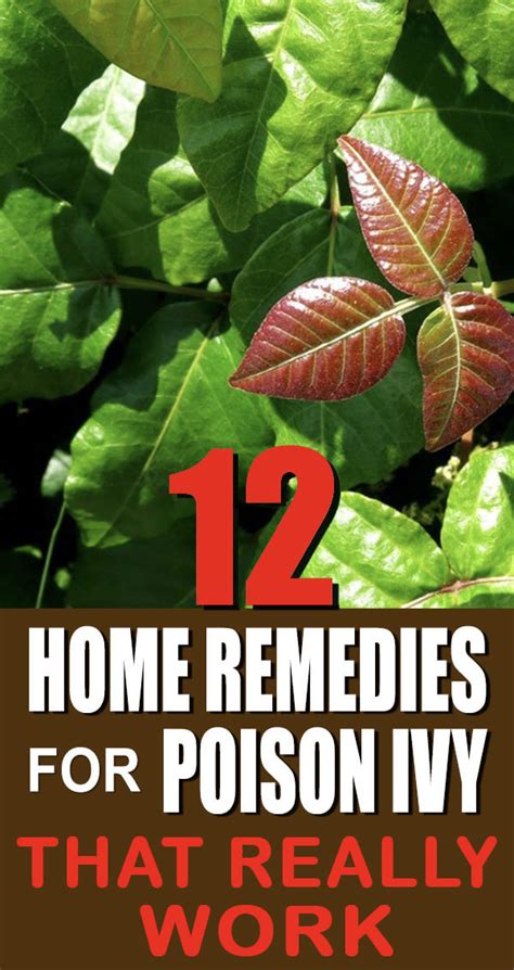 12 Home Remedies for Poison Ivy That Really Work According to the American Skin Association ...