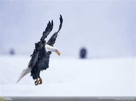 HD wallpaper: birds, eagles, landscapes, nature, snow | Wallpaper Flare