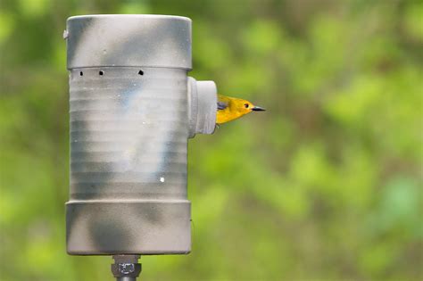 Prothonotary Warbler ♀ leaving nest box | 10 new nest boxes … | Flickr