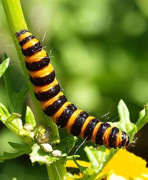 The Cinnabar Moth | HubPages