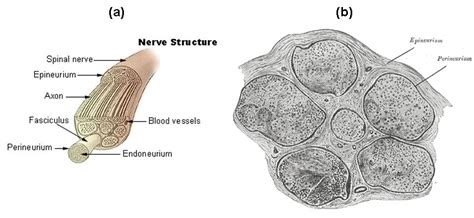 Nerves | Boundless Anatomy and Physiology