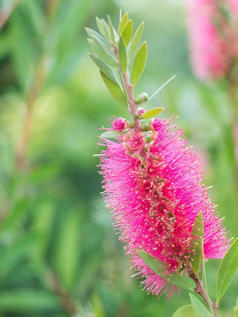 Premium Photo | Bottle brush tree and flower