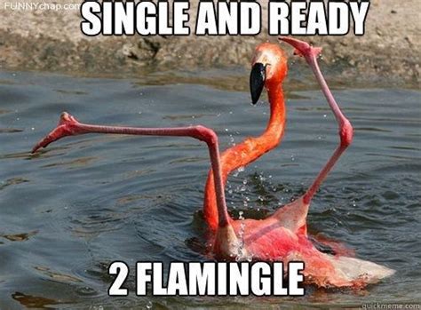 Flamin Hott Flamingo Memes | Funny flamingo, Funny animal memes, Funny animals