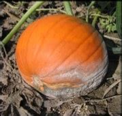 Phytophthora blight on Squash and Pumpkins – CucCAP