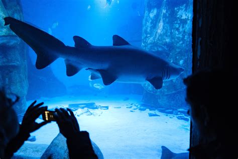 VIP Shark guests at Sea Life London Aquarium | Sea life, London, Underwater