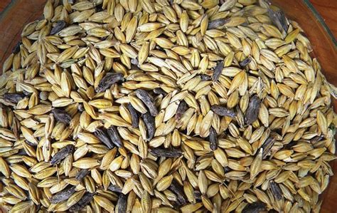 Ergot alkaloids - HealthyLife | WeRIndia