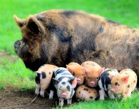 American KuneKune Pig Society - Home | Cute baby pigs, Cute baby ...