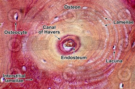 Mammal. Compact osseous tissue. Transverse section. 500X - Compact osseous tissue - Osseous ...