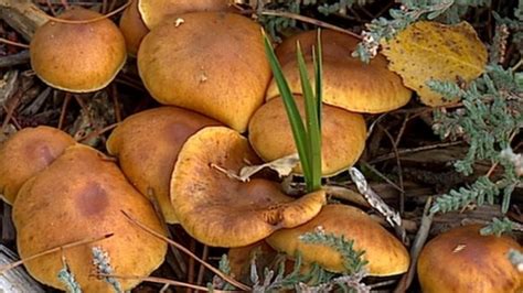 Warning to wild mushroom pickers in Scotland - BBC News