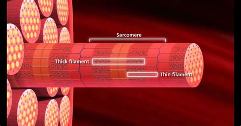 Myofibrils are compased of two myofilament that organized in sarcomeres ...