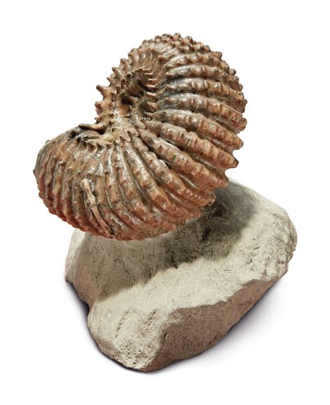 AN AMMONITE | Natural History; Including Fossils, Minerals, & Meteorites | 2020 | Sotheby's