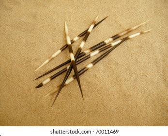 6,582 Porcupine quills Images, Stock Photos & Vectors | Shutterstock