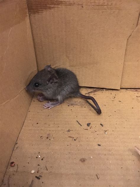 House Mouse or Deer Mouse? found in Dec, Louisiana : species