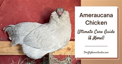 Ameraucana Chicken: Ultimate Care Guide (& More!) | LaptrinhX / News