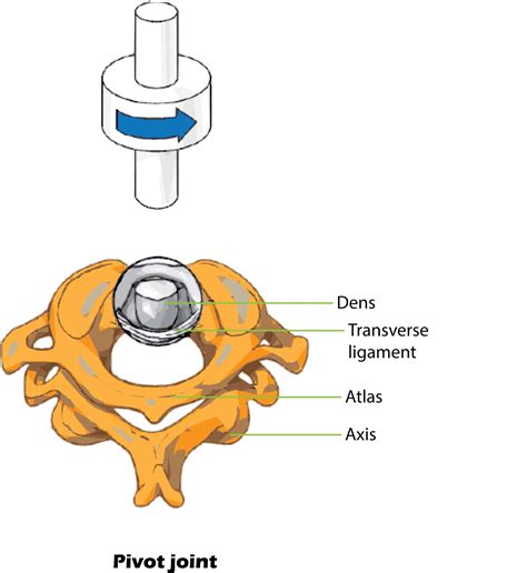 The joint between the atlas and axis is called as(a)Pivot joint(b)Hinge joint(c)Saddle joint(d ...