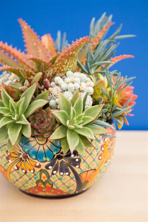 Choosing the Right Pot for your Succulents | Succulents and Sunshine