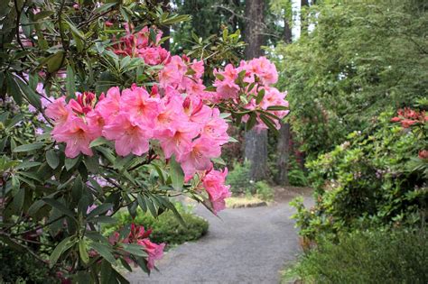 A quick guide to Portland’s Crystal Springs Rhododendron Garden — Pines and Vines